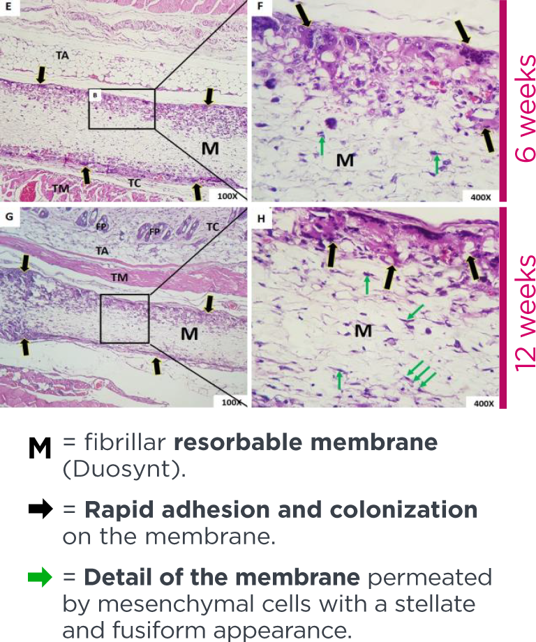 histologia nanosynt en - Duosynt
